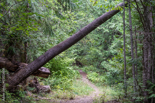 Callahan Creek Trail