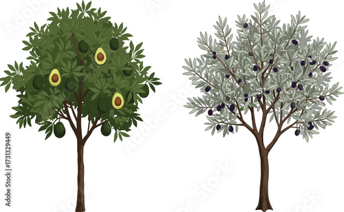 Illustration of avocado tree with green fruits, olive tree with black olives, tropical orchard plants, healthy food agriculture, botanical design