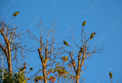 Family of Parrots