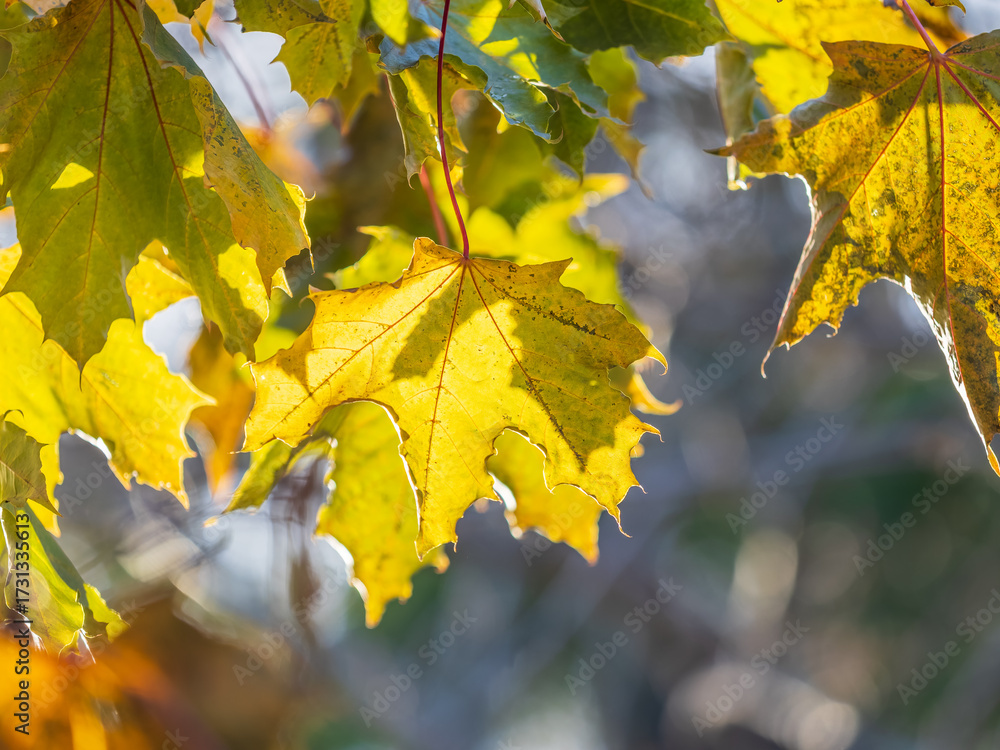 Fototapeta premium Maple branches with yellow leaves in autumn, in the light of sunset.