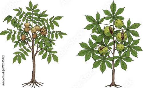 Illustration of walnut tree with nuts and chestnut tree with green spiky fruits, botanical design, natural forest plant, healthy organic nut