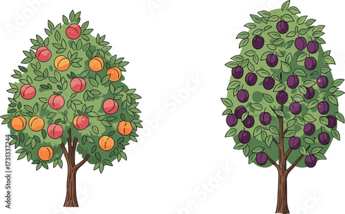 Peach tree full of ripe fruits, plum tree with fresh harvest, orchard garden illustration, summer fruit trees, healthy organic farming