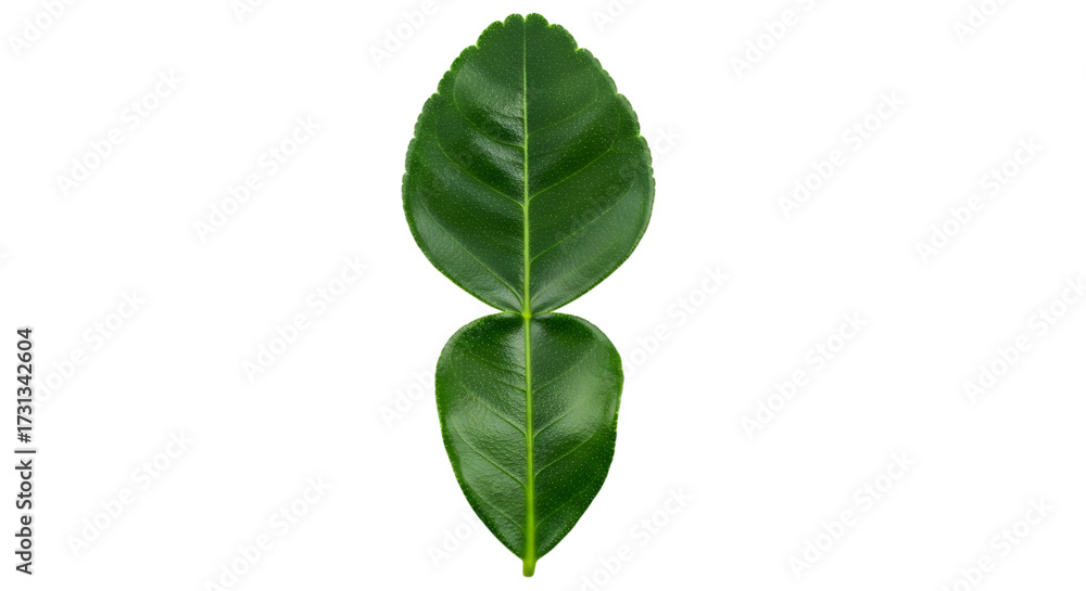 Fototapeta premium A single fresh green kaffir lime leaf isolated on a transparent background