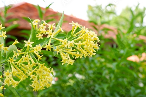Obraz na plátně Yellow Jessamine flowers spread their fragrance throughout the garden