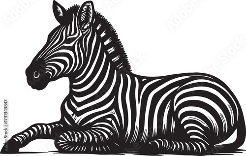 A striking black and white illustration of a young zebra resting peacefully on a white background