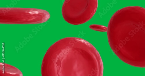 Animation of macro close up of red blood cells on transparent background