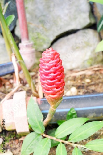 Fotografía The pinecone-shaped inflorescence of Zingiber zerumbet, showing the tightly imbricated (overlapping) bracts that store a fragrant, clear mucilaginous fluid