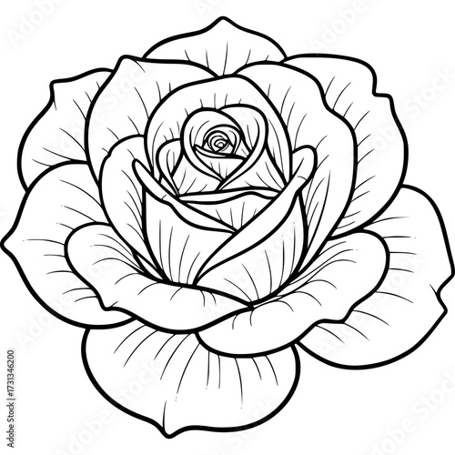 Floral Elegance: An intricately detailed line drawing of a rose blooms, showcasing the delicate beauty of the petals and the precise contours of a flower.