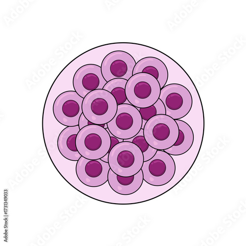 Morula cell illustration. Stages of embryonic development. Insemination and fertilization. Human sexual reproductive system. Vector illustration for medical, clinical, lab, or educational poster