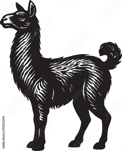 Vintage black and white engraving style illustration of a llama standing profile view on white background
