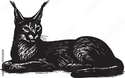 Detailed black and white ink sketch illustration of a majestic caracal cat with distinctive ear tufts resting