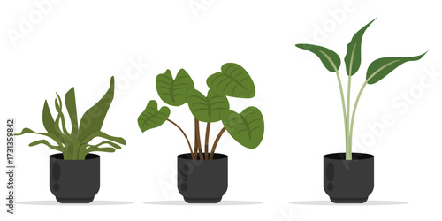Set of Decorative Indoor Plants in Pots