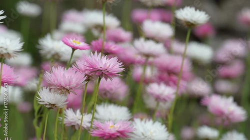 video of multicolour of Paper Daisy Flower in the Garden, Everlasting daisies, paper daisies or strawflowers, Brachyscome genus. Spring background of Australian vibrant of paper daisy flowers bloom