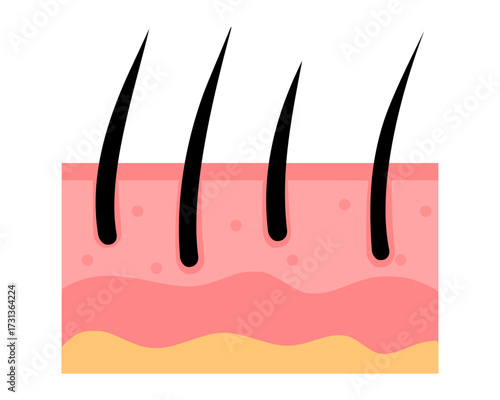 Anatomy of human skin in flat style.