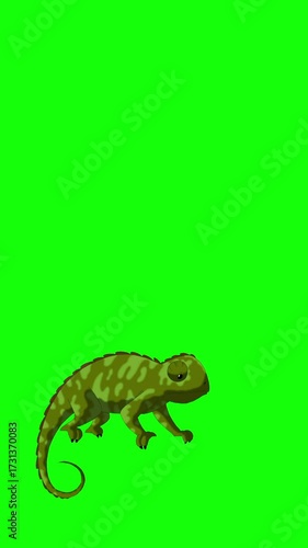 Green chameleon on Green Screen Background. 2D animation Vertical video