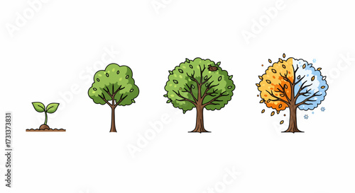 Four stages of a tree's life, from seedling to mature tree showing the progression through the seasons