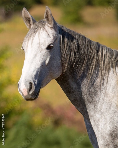 Beautiful dapple gray horse with autumn background on sunny day