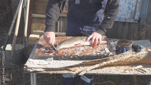 Fish Cleaning Process with Knife on Wooden Table. Man cleaning a fish using a knife on an wooden table. Scales and fish parts are visible, indicating preparation process for cooking or preservation