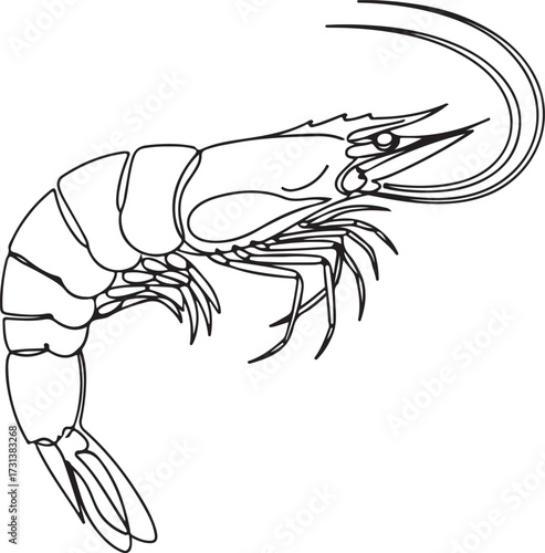 Line Art Illustration of a Shrimp on White Background