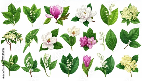 Background with cosmetic, perfumery and medical plants: magnolia grandiflora, lily of the valley, teak tree, immortelle