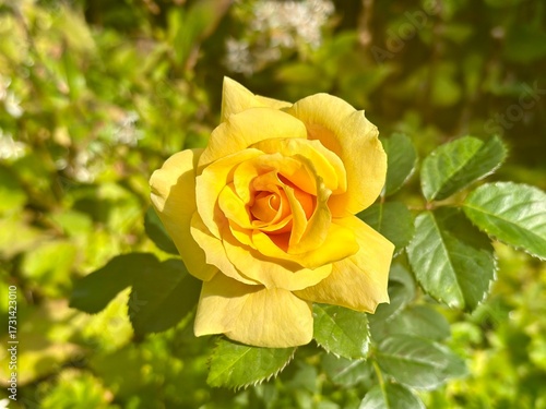 yellow rose on green background