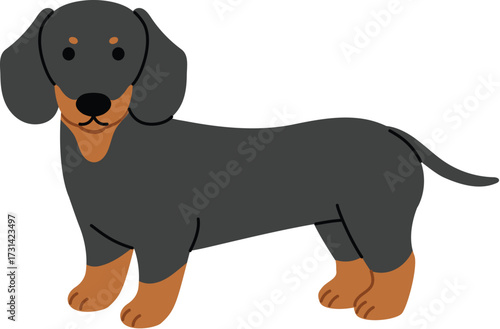 Adorable dachshund character standing, black and tan dachshund dog flat design, playful small dog breed, isolated friendly dachshund pet cartoon