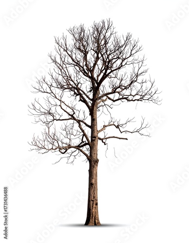 A tall, bare deciduous tree stands against a white background, its branches reaching upwards