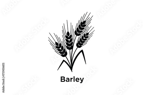 Barley Stalks Vector Illustration; Wheat Grain Isolated Icon Design