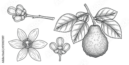 Bergamot Tree Branch with Fruit, Flowers, and Leaves Line Art Botanical Illustration
