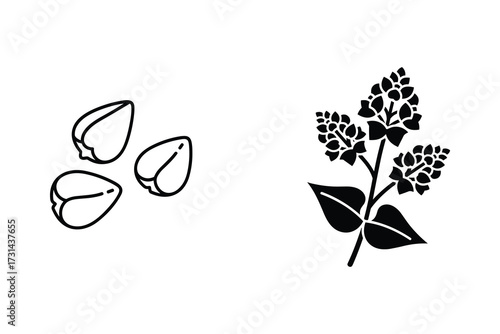 Buckwheat Plant and Seeds Line Art Illustration Isolated on White