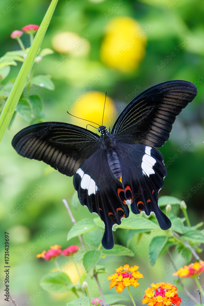 Fototapeta premium 美しいモンキアゲハ（アゲハチョウ科）。 ランタナ（クマツヅラ科）の花の蜜を吸っている。 英名学名：The Red Helen, Papilio helenus, swallowtail Butterfly Lantana, Lantana camara 静岡県伊豆半島賀茂郡南伊豆町中木ヒリゾ浜、石廊崎オーシャンパーク-2025年 
