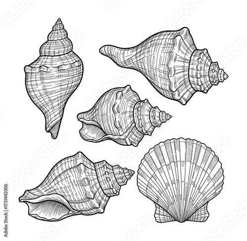 Sea Shells Collection Vector Illustration Line Art Marine Seashells Drawing Set