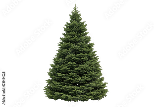 A tall green fir tree with dense foliage isolated on transparent background