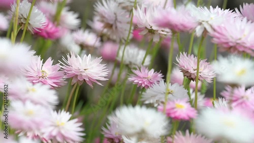 video of multicolour of Paper Daisy Flower in the Garden, Everlasting daisies, paper daisies or strawflowers, Brachyscome genus. Spring background of Australian vibrant of paper daisy flowers bloom