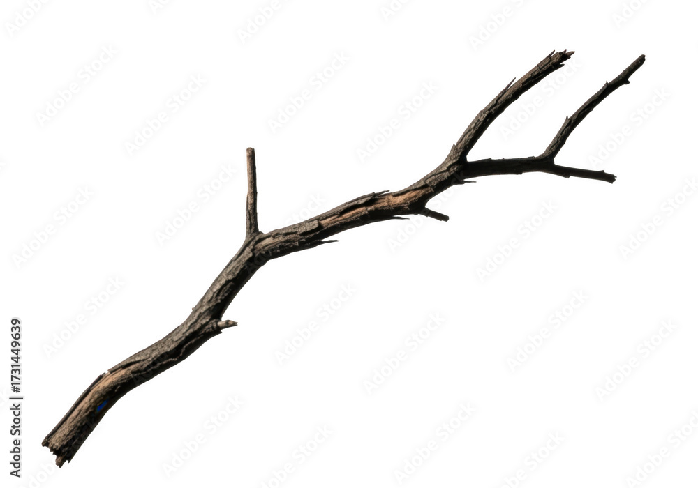 Fototapeta premium A textured gnarled wooden branch with multiple smaller twigs isolated on transparent background