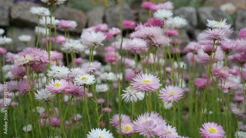 video of multicolour of Paper Daisy Flower in the Garden, Everlasting daisies, paper daisies or strawflowers, Brachyscome genus. Spring background of Australian vibrant of paper daisy flowers bloom