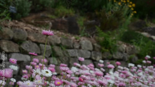 video of multicolour of Paper Daisy Flower in the Garden, Everlasting daisies, paper daisies or strawflowers, Brachyscome genus. Spring background of Australian vibrant of paper daisy flowers bloom