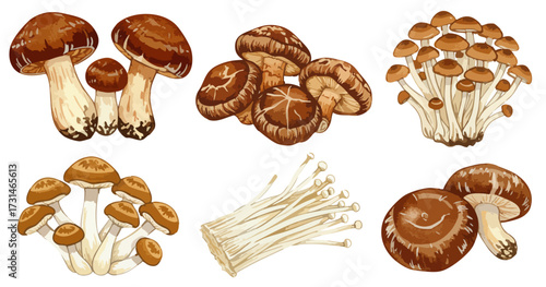 秋のキノコセット,椎茸,しめじ,えのき,水彩風野菜イラスト