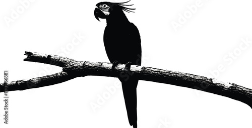 A striking silhouette of a cockatoo perched on a branch, isolated on white background, showcasing its distinctive crest and powerful beak against a clear backdrop