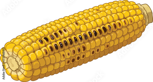 Close-up illustration of a grilled corn on the cob, showing charred kernels and golden color.