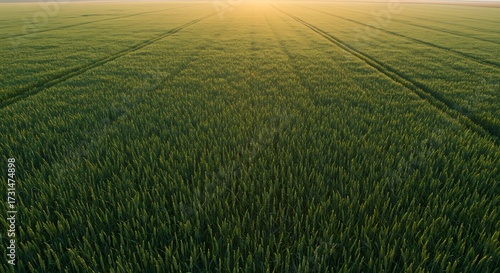 Expansive green field bathed in sunlight agriculture concept
