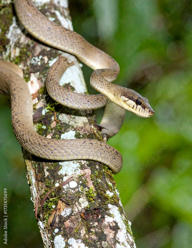 Obraz premium Close-up of a snake on a tree trunk