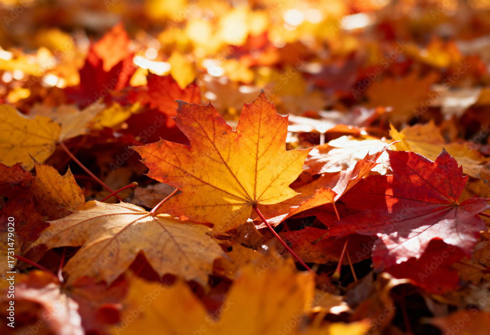 Fototapeta premium Autumn leaves in a warm, sunny forest.