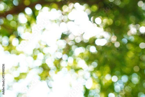 The background of green tree leaves is blurry and unclear and illuminated by sunlight. The background of trees is blurry, abstract, defocused. Green leave bokeh background 