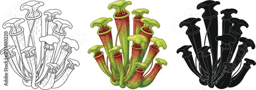 Pitcher plant in outline, color, and silhouette illustration