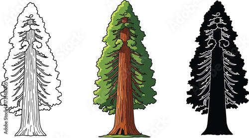 Sequoia tree in outline, color, and silhouette illustration