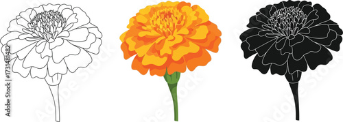 Marigold flower in line art, color, and silhouette illustration