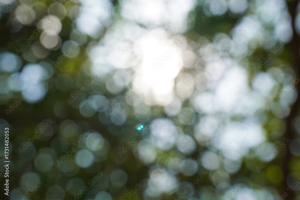 Obraz premium The background of green tree leaves is blurry and unclear and illuminated by sunlight. The background of trees is blurry, abstract, defocused. Green leave bokeh background 