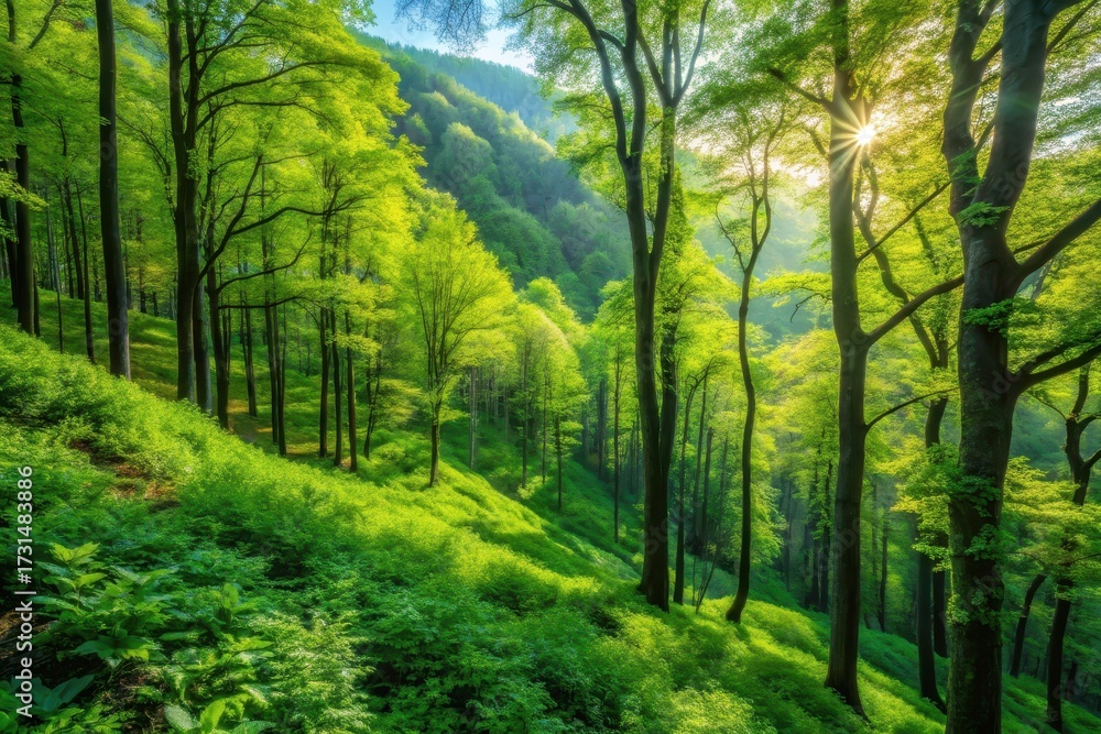 Obraz premium Sunlit Spring Forest on Verdant Slope, Lush Green Canopy, Sunlight Through Trees