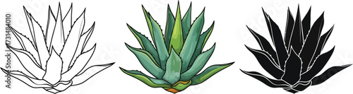 Agave plant in line art, color, and silhouette illustration